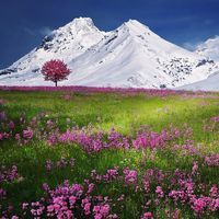 Диляна Николова