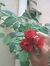 Sowmya ...