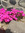 Rosemarie | 3180 comments