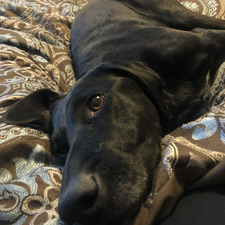 Tasha
