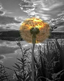 نجمه ساسانی