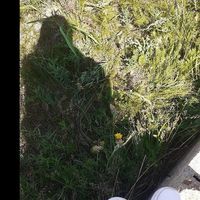 Э. Буддулам