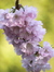 Violett...