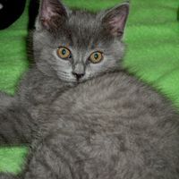 Валентина Илиева