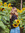 sunflower_marls