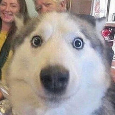 Schizoformographagizer