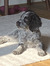 Mollie