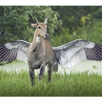 سلمى الفخراني