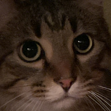 Pelicanio