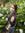 Elodie