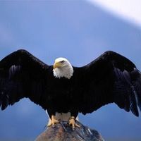 Σταυραετός Βυζαντινός