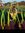 Julia Ira