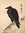Raven