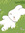Eeles | 1 comments