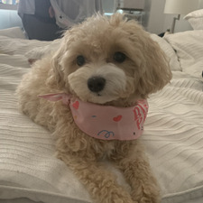 Madeline Huang