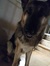 Dog Gale