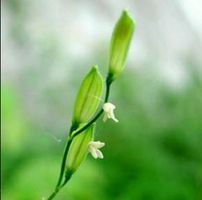 Phương Nguyễn Bình