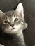 Cat Gagnon
