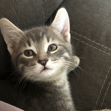 Cat Gagnon