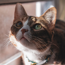 ‧͙⁺˚*･༓☾   sydney   ☽༓･*˚⁺‧͙