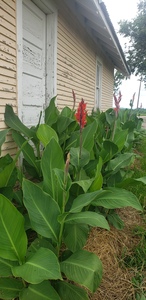 C.