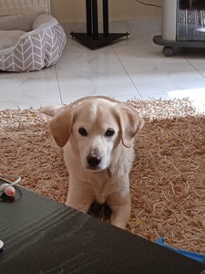 Χαρά Γουργουλέτη