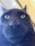 FatRat