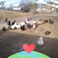 Karin Tomosky Chambers