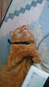Jha