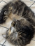 Elinor