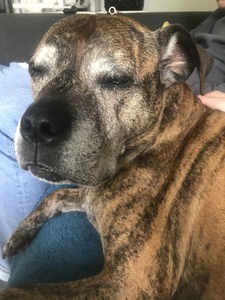 Zoe