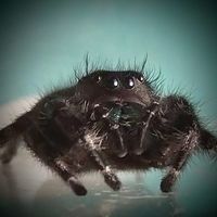 Aaron Lee Williamson