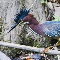 Randall McCorquodale