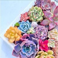 ملك حسب الله