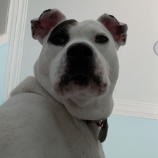 Maya