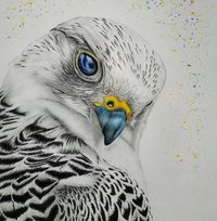 Хөх Толботон