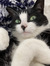 iz