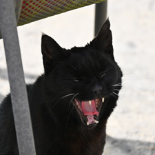 Nella