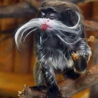 Соня Бозева