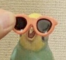 Kelly (〜￣▽￣)〜