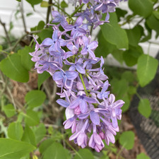 Cindi Edgell helmick