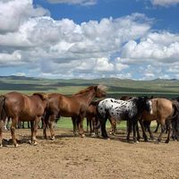 Д. Ариунбаяр