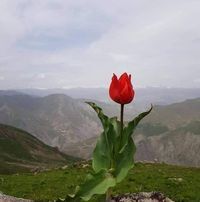 Muhammad Shahid Natkar