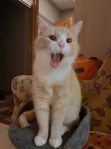 Niko