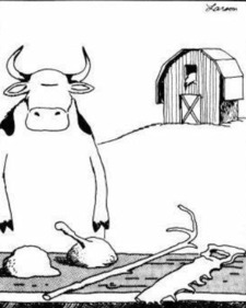 when-cows-fly