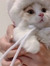 Elzs Kou
