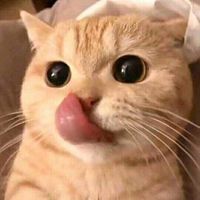 An Trần Đình