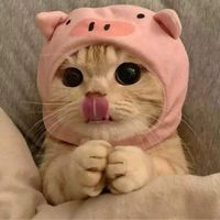 Việt Nguyễn Huy Hoàng