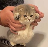 Praeploy Mongkhonsaen