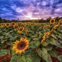 Astrid Pine Fletcher